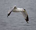 Funny Picture With A Gull Flying Near The Water Stock Photo