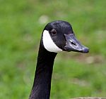 Funny Portrait Of The Canada Goose Stock Photo