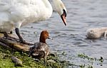 Funny Redhead Duck In The Company Of The Swans Stock Photo