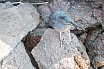 Galapagos Heron Stock Photo