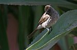 Garden Bulbul Stock Photo