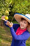 Gardener Girl In Orange Garden Stock Photo