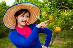 Gardener Girl In Orange Garden, North Of  Thailand Stock Photo