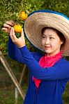 Gardener Girl In Orange Garden, North Of  Thailand Stock Photo