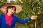 Gardener Girl In Orange Garden, North Of  Thailand Stock Photo