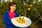 Gardener Girl In Orange Garden, North Of  Thailand Stock Photo