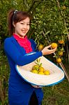 Gardener Girl In Orange Garden, North Of  Thailand Stock Photo