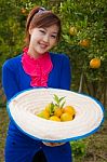 Gardener Girl Picking Fresh Orange Stock Photo