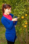 Gardener Girl Picking Fresh Orange Stock Photo