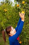 Gardener Girl Picking Fresh Orange Stock Photo