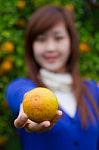 Gardener Girl Picking Fresh Orange Stock Photo