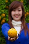 Gardener Girl Picking Fresh Orange Stock Photo