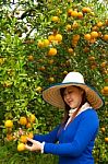 Gardener Girl Picking Fresh Orange Stock Photo