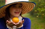 Gardener Girl Picking Fresh Orange Stock Photo