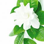 Gardenia Stock Photo