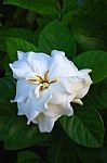 Gardenia Flowers Stock Photo