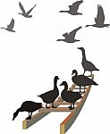 Geese On The Ladder Stock Photo