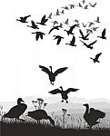 Geese - Winged Migration Stock Photo