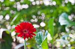 Gerbera Flower Stock Photo