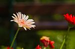 Gerbera Flower Stock Photo