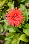 Gerbera Flowers, Red Leaves, Green Leaves Stock Photo