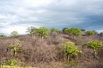 Giant Ceiba Trees Grows Up In Sunny Coast Of Ecuador Stock Photo