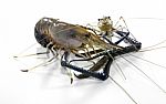 Giant Freshwater Prawn Stock Photo