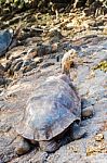 Giant Turtle In Galapagos Stock Photo