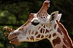 Giraffe Stock Photo