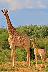 Giraffe - African Wildlife Background - Baby Animals In The Wild Stock Photo