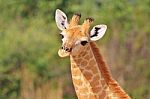 Giraffe - African Wildlife Background - Baby Animals In The Wild Stock Photo