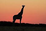 Giraffe - African Wildlife Background - Beautiful Pink Stock Photo