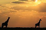 Giraffe - African Wildlife Background - Golden Nature Stock Photo