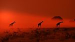 Giraffe - African Wildlife Background - Out Of The Dust Stock Photo