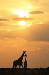 Giraffe - African Wildlife Background - Sunset Bliss Of Light And Color Stock Photo