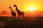 Giraffe - African Wildlife Background - Walking Through A Field Of Gold Stock Photo