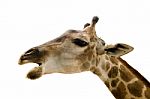 Giraffe Isolated On White Background Stock Photo