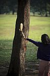 Girl Feeding Food To Squir Stock Photo