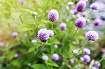 Globe Amaranth Or Gomphrena Globosa Flower,pink Flower In Garden Stock Photo