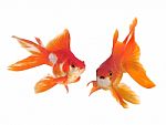 Gold Fish  Stock Photo