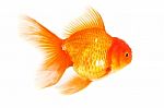 Gold Fish. Isolation On The White Stock Photo