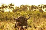 Golden Buffalo Stock Photo