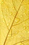 Golden Leaf Droplets Stock Photo