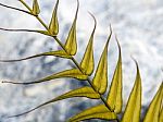 Golden Leaf Of Fern On Stone Background Stock Photo