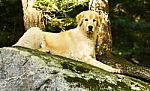 Golden Retriever Relaxing Stock Photo