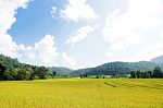 Golden Rice Field In Mountain Valley Stock Photo