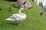 Goose In Park Stock Photo