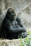 Gorilla Stock Photo