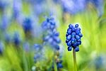 Grape Hyacinth Stock Photo