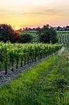 Grape Vines At Sunset In Brittany, France Stock Photo